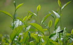 如何檢測茶葉中的農(nóng)藥殘留？